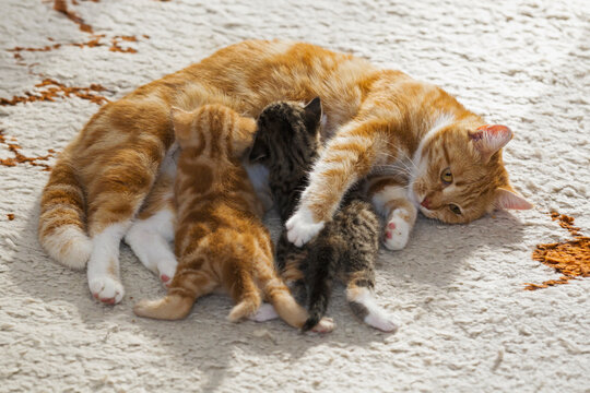 Close-up of a cat in Germany nursing her adorable kittens