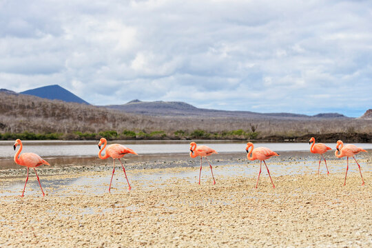 Ecuador, Galapagos Islands, Floreana, Punta Cormorant, six pink flamingos walking in a lagoon