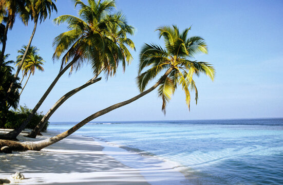 Maldive Islands, coconut palms on beach