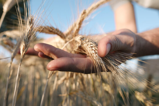 Man's hands holding wheat ears
