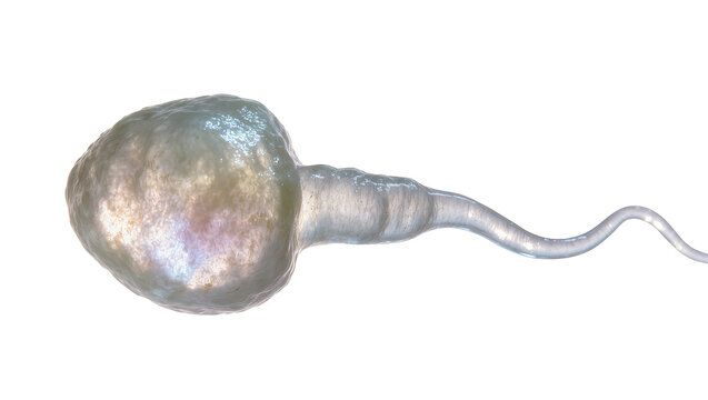 Human sperm cell microscopic view, detailed structure