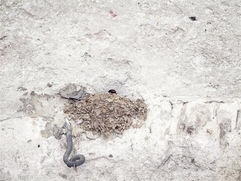 Swallow nest in the old stable with littlle swalows.