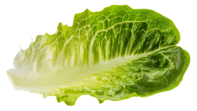 Fresh green romaine lettuce leaf with visible veins