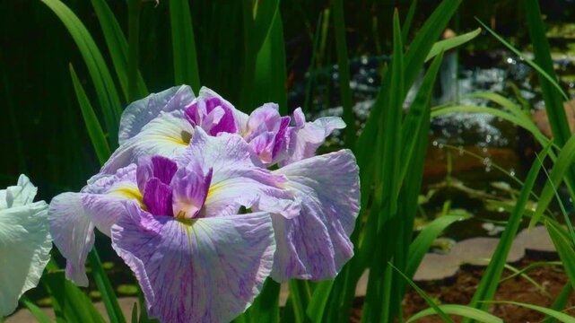 水辺の花」の写真素材 | 28,857件の無料イラスト画像 | Adobe Stock