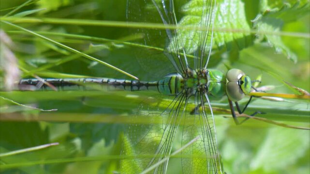 Emperor (Anax imperator) dragonfly perched on a reed in the summer sunshine. Taken at Forest Farm