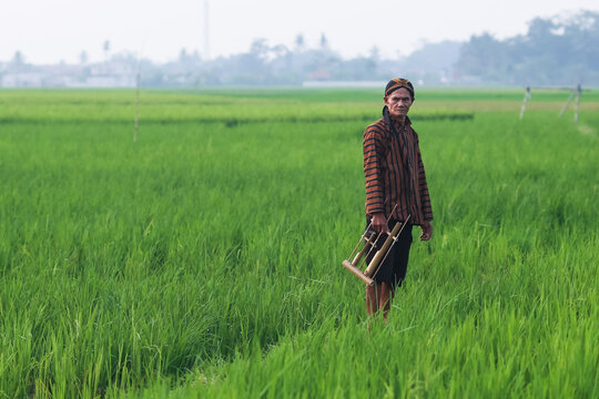 An elderly Indonesian man stands in a lush green rice field, wearing a traditional Javanese lurik shirt and blangkon, while holding a bamboo angklung musical instrument.