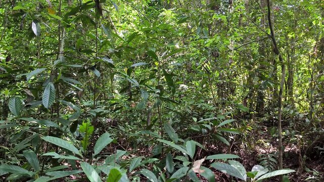 For&ecirc;t tropicale dense de Born&eacute;o
