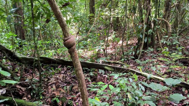 For&ecirc;t tropicale dense de Born&eacute;o