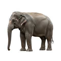 Fototapeta premium Large gray elephant standing with trunk down on transparent background