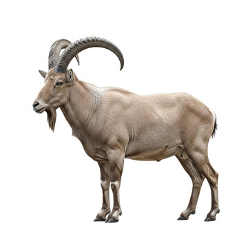 Large male Barbary sheep with distinctive curved horns and brown coat on transparent background