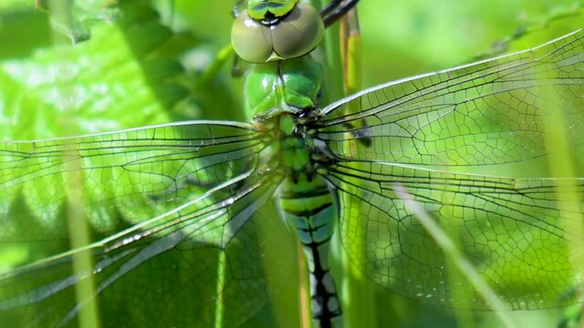 Emperor (Anax imperator) dragonfly perched on a reed in the summer sunshine. Taken at Forest Farm
