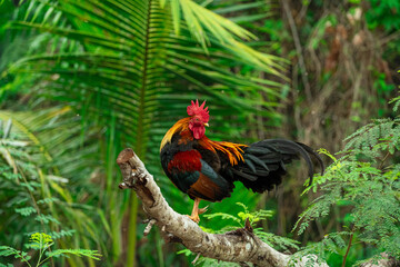 A colorful rooster perched on a tree branch in a lush tropical forest. The bird showcases striking red, orange, and black plumage, highlighted by a bright red comb and long glossy tail feathers.  © Goggag