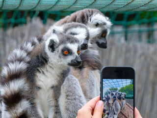 Obraz premium Zoo visitor photographing three ring-tailed lemurs with smartphone.