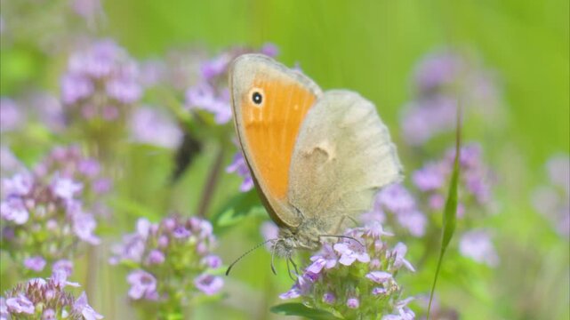 A beautiful summer video of a butterfly in a meadow