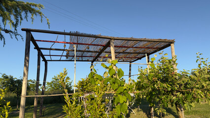 Fototapeta premium Rustic Wooden Pergola with Bamboo Roof in a Sunny Italian Vineyard