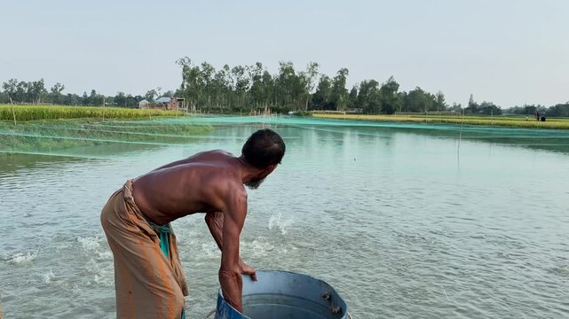 Traditional farmer throwing hand-scooped feed into an aquaculture fish pond