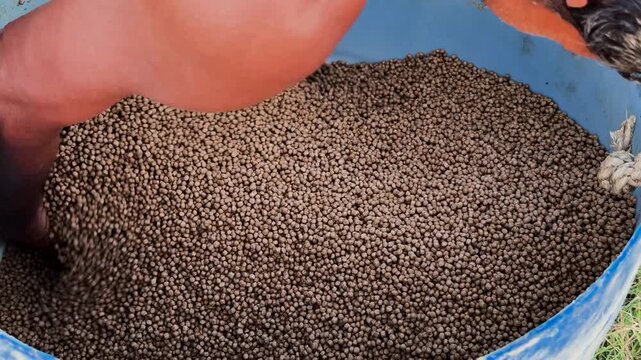 Farmer gathering brown organic fish feed pellets inside a large blue container