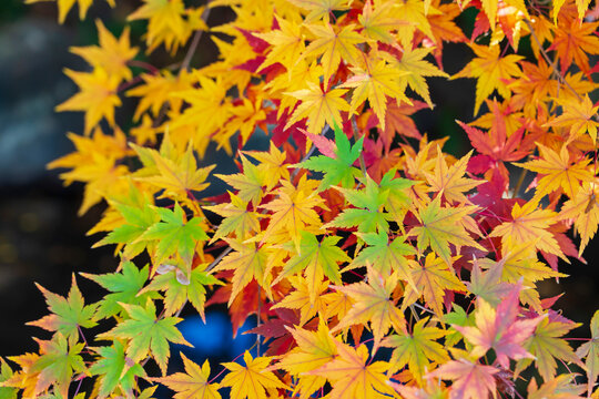 秋の訪れを告げるいろは紅葉