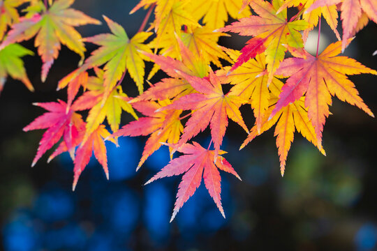 秋の訪れを告げるいろは紅葉