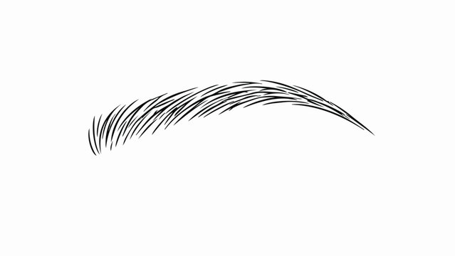 Realistic eyebrow vector illustration, black microblading brow shape, permanent makeup tattoo design for beauty salon branding and lash bar marketing