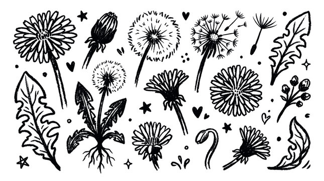 Hand-drawn black and white dandelion flowers, leaves, and seeds create a charming, whimsical botanical pattern on a clean white background