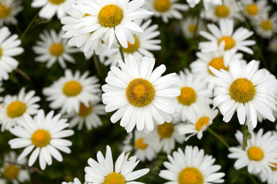 Matricaria chamomilla in a clearing
