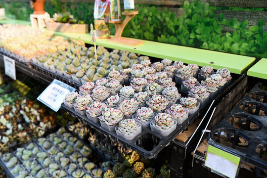 A variety of small potted succulent plants and lithops on a shop display shelf in Hong Kong with a handwritten price tag indicating mini succulents for sale