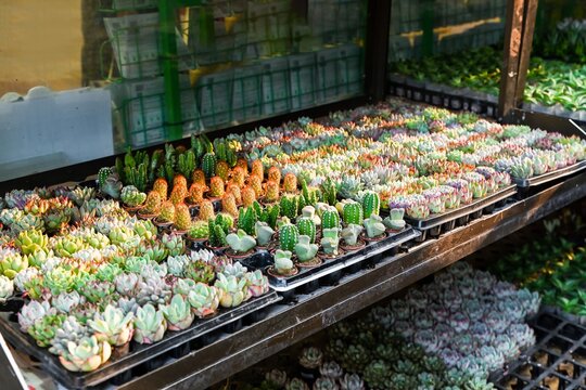 A wide view shows shelves filled with numerous trays of tiny potted cactus lithops and echeveria succulent plants at Flower Market in Hong Kong