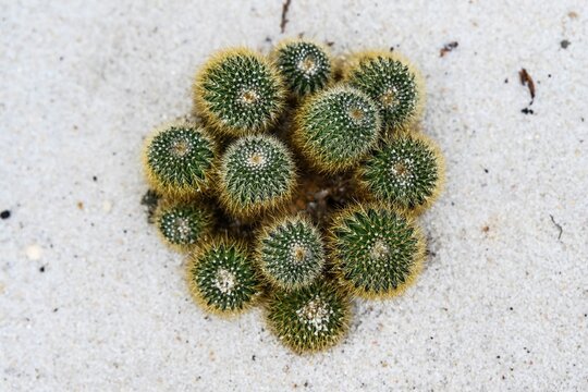 Vibrant Parodia leninghausii golden ball cactus clump top view in the sand inside the greenhouse of Hong Kong Park creating a nature background