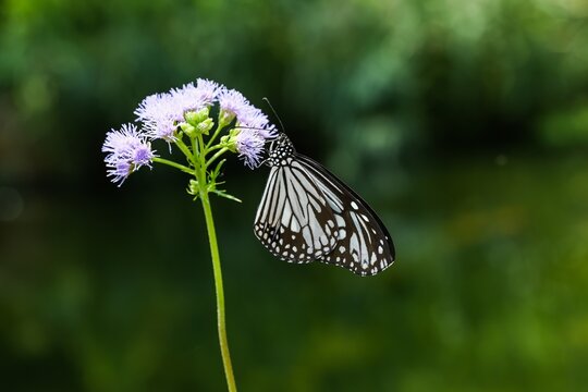 Glassy tiger butterfly feeding on ageratum conyzoides purple wildflower nectar under bright sunlight in Hong Kong public park