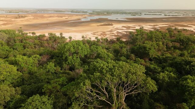 aerial landscape view of Casamance river delta Senegal in Africa with wetlands and marsh and mangroves forest, pristine environment