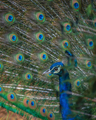Obraz premium Indian peafowl displaying feathers in Ranthambore National Park, India