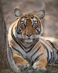 Fototapeta premium Bengal tiger resting beside tree in Ranthambore National Park, India