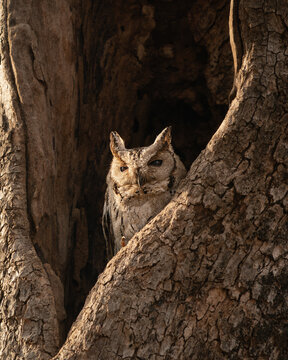 Indian scops owl resting in tree cavity in Ranthambore National Park, India