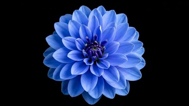 Vibrant blue dahlia flower with intricate petals isolated on black background
