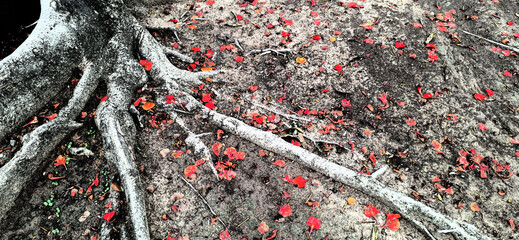Tree stands tall, its gnarled roots  with vibrant red petals scattered across the ground © Nontawat