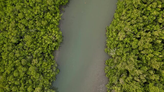 aerial view of mangroves brakish water channel in river delta in Senegal in Africa, important part of the ecosystem, habitat and natural environment wetland