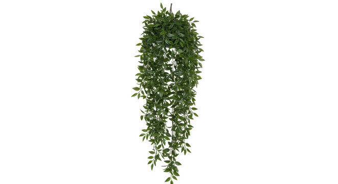 Hanging Green Ivy Plant Isolated on Transparent Background for Design Projects