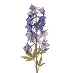 Fototapeta premium Dried blue delphinium flower stem, isolated on transparent background