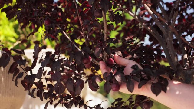 Close-up of a hand picking a ripe plum from a fruit tree with dark red foliage in a garden or orchard. Harvest season and fresh fruit collection in summer.