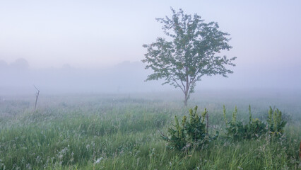 A solitary tree stands in a misty green field during a foggy morning, creating a peaceful, soft, and atmospheric landscape © Александр Арендарь