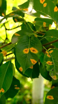 Yellow spots on pear leaves. Selective focus.