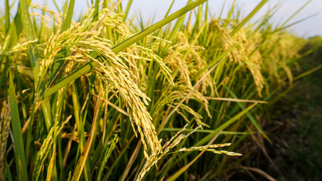 Golden Rice Panicles Ready for Harvest in Paddy Field