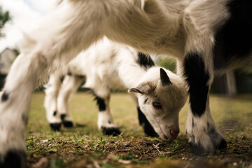 Obraz premium Cute small black and white goats. 