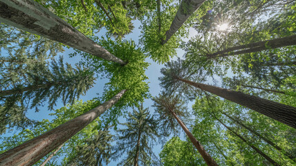 Fototapeta premium Trees rise toward a bright blue sky in this low angle perspective that captures the lush green canopy of a dense forest during a sunny day, showcasing the natural beauty of the woodland environment.