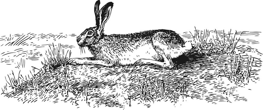 Black and white engraving of a wild hare in natural grassy habitat