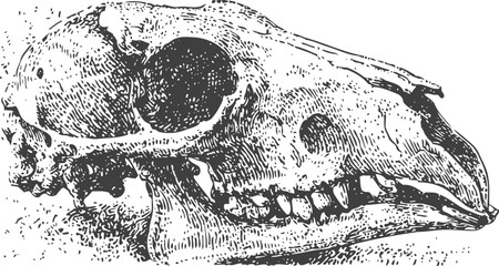 Fototapeta premium Engraving animal skull detailed side view of canine or wolf skeletal head drawing