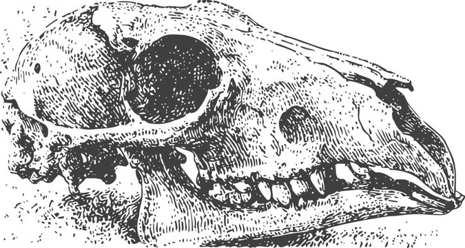 Engraving animal skull detailed side view of canine or wolf skeletal head drawing