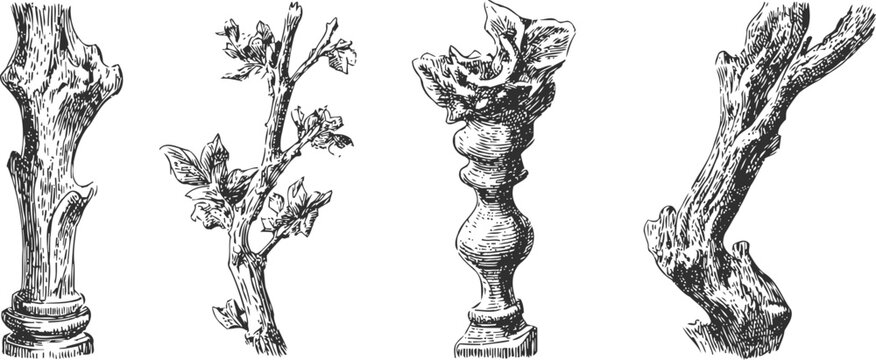 vintage engraving of grapevine branches and ornate wooden balusters