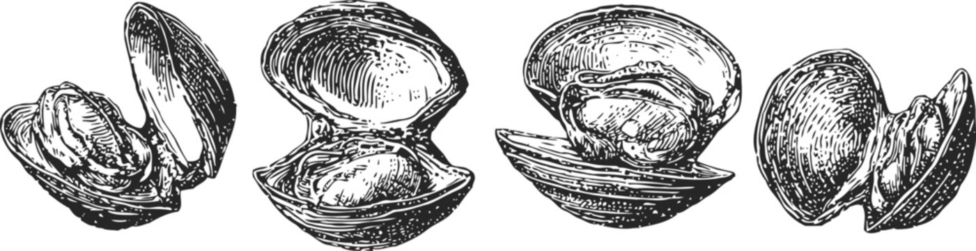 Vintage clam shell engravings set seafood marine mollusk ocean shelled animals detailed line art illustrations